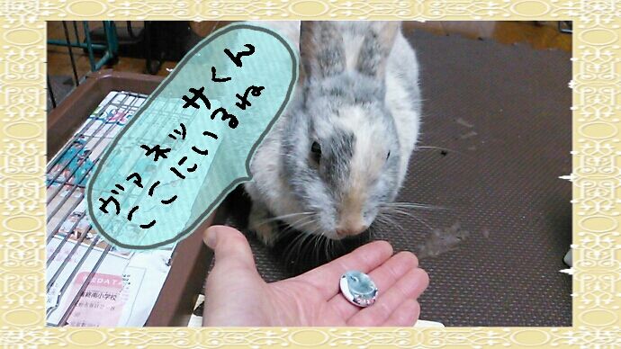 因幡の白うさぎは なぜ白い さくらとももこ