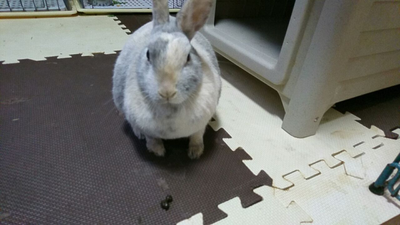 さくら 盲腸便残すように さくらとももこ