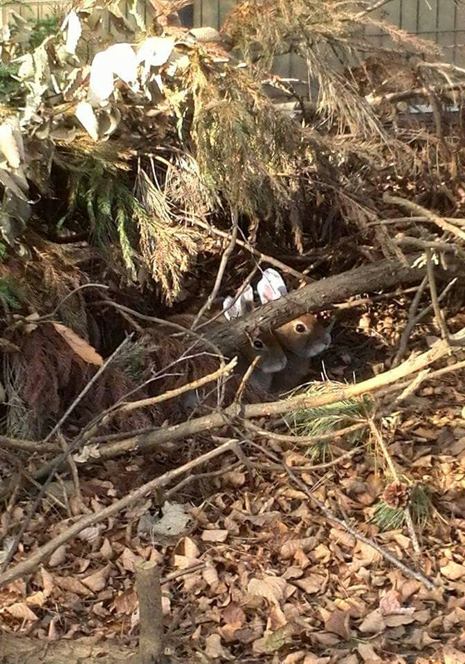 うさぎは何故ショック死するの さくらとももこ