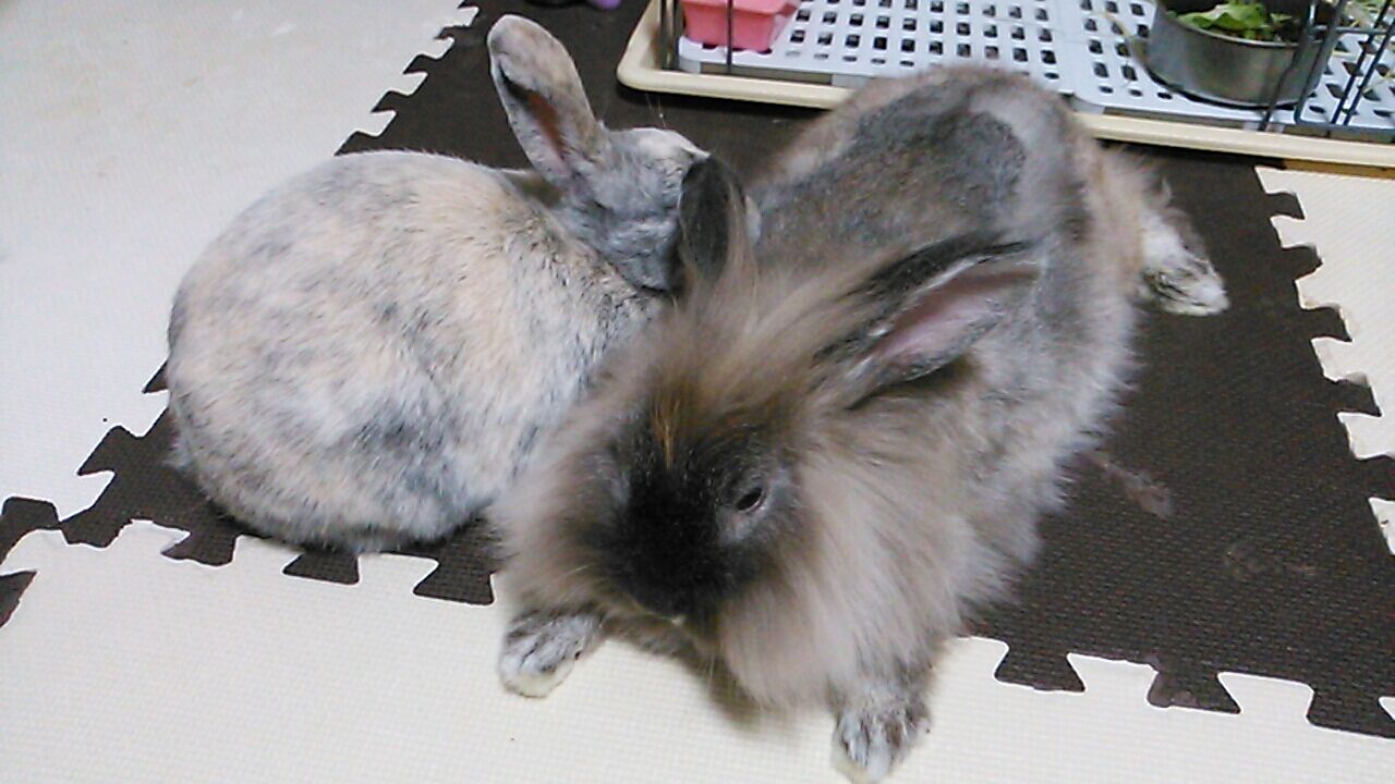 うさぎの心理テスト さくらとももこ