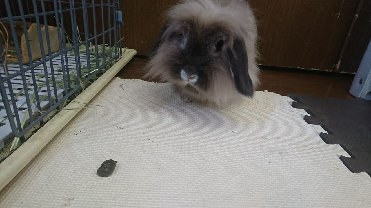 盲腸糞 食べないの さくらとももこ