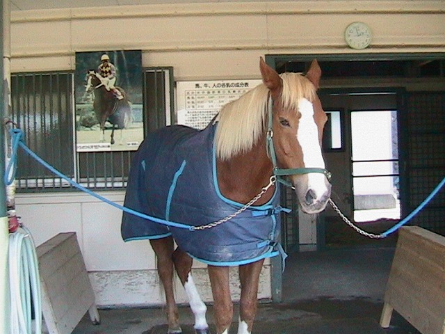 トウショウファルコが死んじゃった Tot 音楽の時間