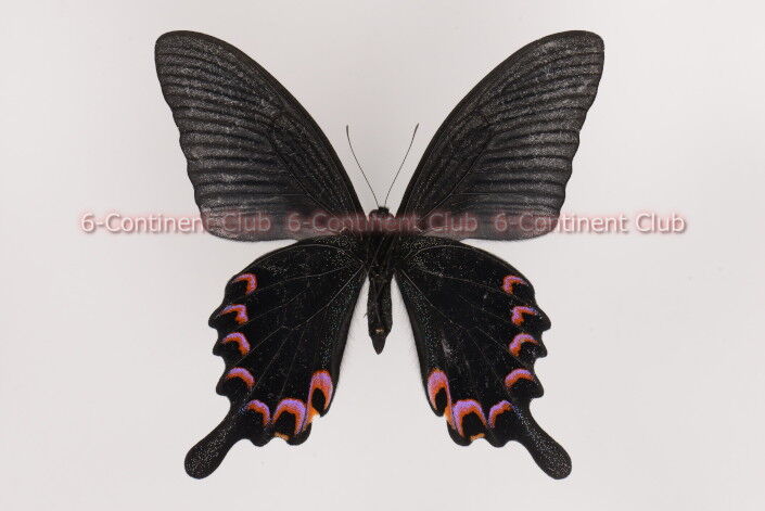 蝶　剥製 アオスジアゲハ , 蝶の標本 販売・通販のNatureShop|モルフォや