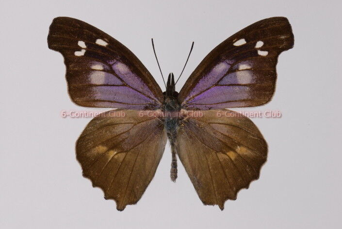 ムラサキテングチョウ♂ (ラオス) Libythea geoffroy alompra : 京大蝶