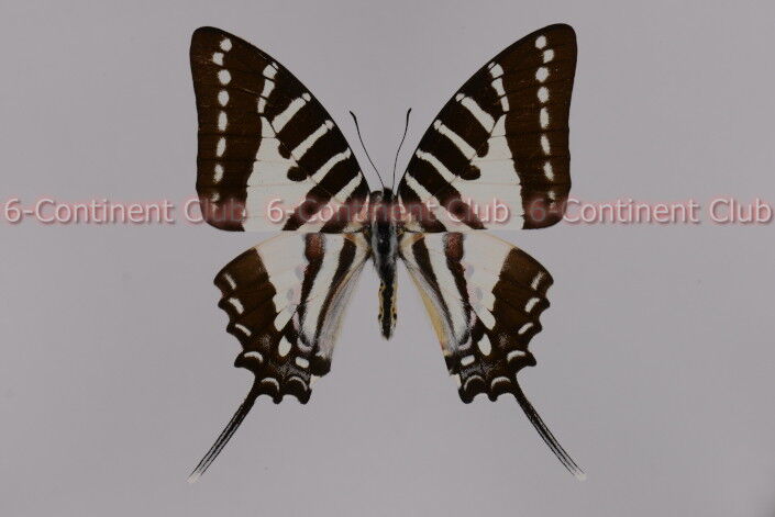 ノミウスオナガタイマイ♂ (ラオス) Graphium nomius swinhoei
