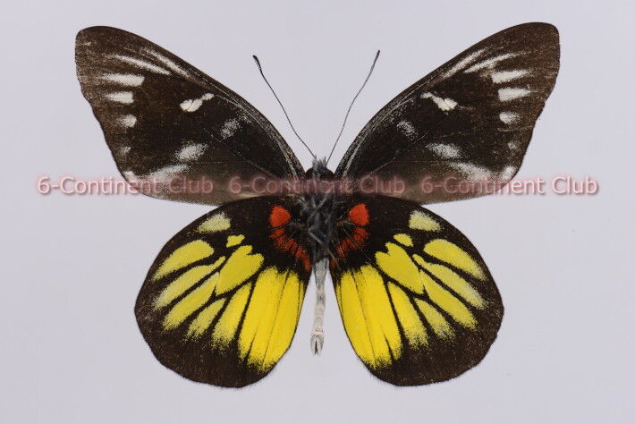 ヘニンギアカザリシロチョウ♂ (北ボルネオ) Delias henningia