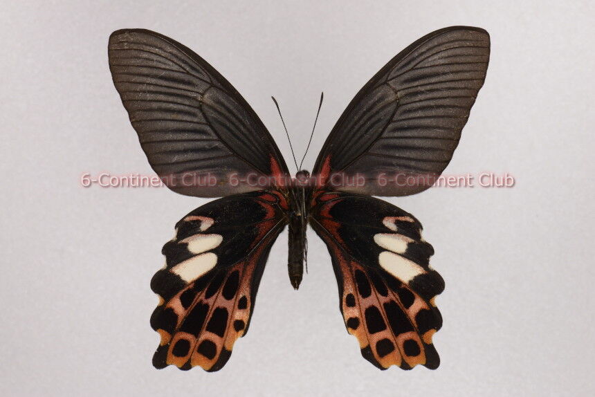 ワタナベアゲハ♀ (台湾) Papilio thaiwanus thaiwanus : 京大蝶研六