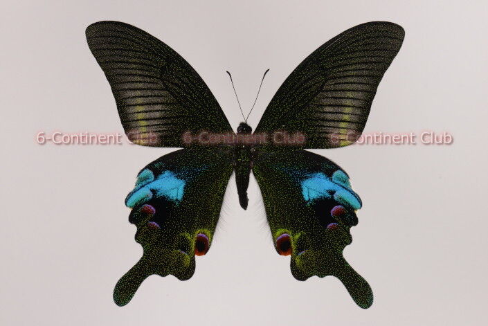 オオクジャクアゲハ♂ (北ラオス) Papilio arcturus arcturus オオクジャクアゲハ♂ (北ラオス) Papilio arcturus arcturus