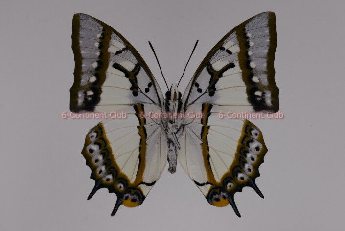 フタオチョウ♂ (台湾) Polyura eudamippus formosana : 京大蝶 フタオチョウ♂ (台湾) Polyura eudamippus formosana : 京大蝶