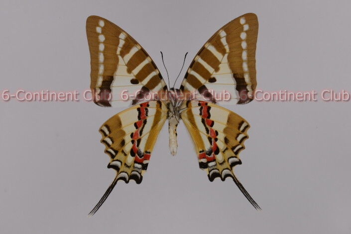 パルナシウス・ノミオン・コイワヤイ （1オス、中国青海省） 1/21 入荷魚紹介 - 静岡市の熱帯魚専門店（大型魚・古代魚・珍魚