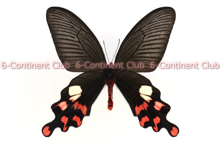 外国産蝶標本‼️珍中国産アキリデス 【公式通販】