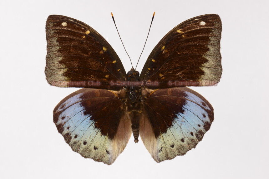 サトオオイナズマ♂ (タイ) Lexias pardalis jadeitina : 京大蝶研六