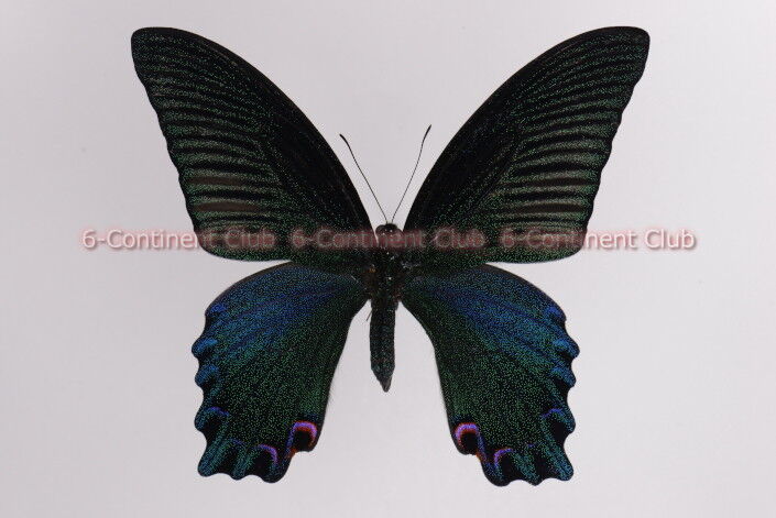 タイワンカラスアゲハ♂ (ラオス) Papilio dialis doddsi : 京大蝶研六