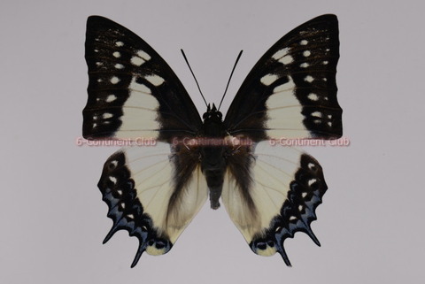 フタオチョウ♂ (台湾) Polyura eudamippus formosana : 京大蝶 フタオチョウ♂ (台湾) Polyura eudamippus formosana : 京大蝶