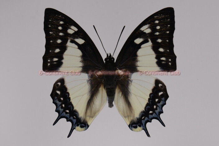 フタオチョウ♂ (台湾) Polyura eudamippus formosana : 京大蝶