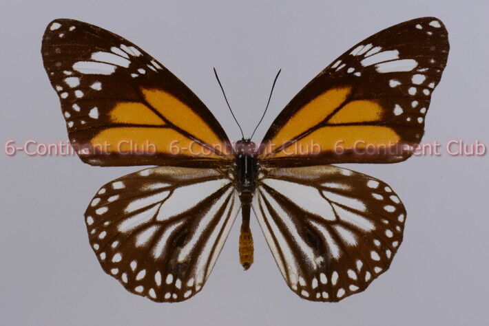 珍品 Dieropsis quadriplagiata Dieropsis quadriplagiata · iNaturalist