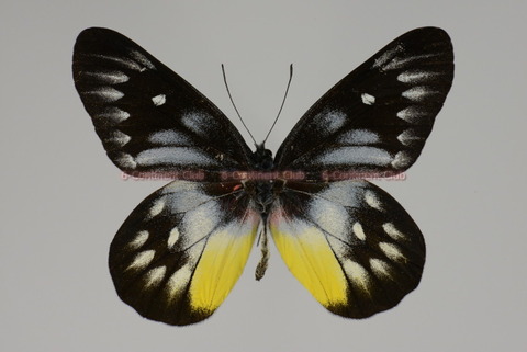 160503E001S