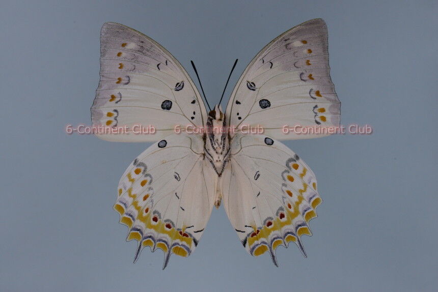 ホウセキフタオチョウ♂ (ラオス) Polyura delphis delphis : 京