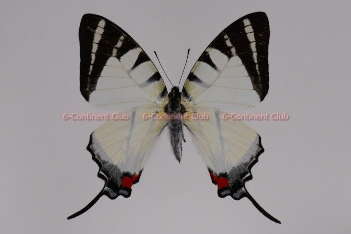 キナバルオナガタイマイ♂ (ボルネオ) Graphium stratiotes stratiotes  