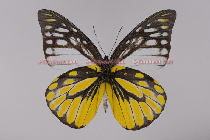 マダラシロチョウ♂ (ラオス) Prioneris thestylis thestylis : 京大蝶