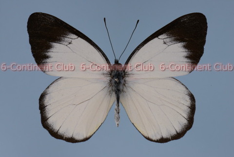181119Eb01SW