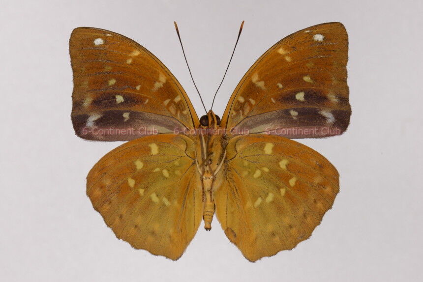 42種：激レア蝶含む亜種・変異種・局所生息固体 42種：激レア蝶含む亜種・変異種・局所生息固体