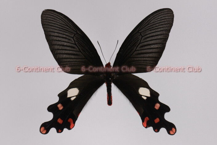ラオス産 オオベニモンアゲハ オオベニモンアゲハ♂ (ラオス) Byasa polyeuctes polyeuctes : 京大蝶