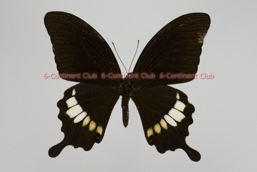 ピットマンネッタイモンキアゲハ♂ (ラオス) Papilio pitmani