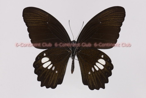 200719Eb04SW