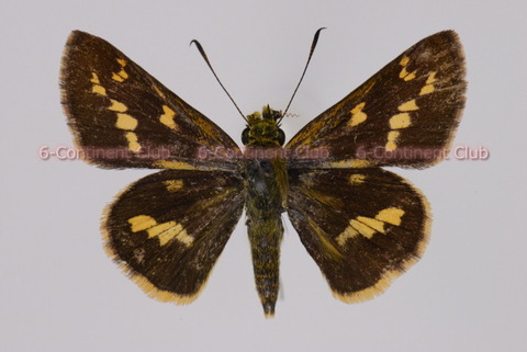 トラカラキマダラセセリ♀ (ボルネオ) Potanthus trachala dilutior : 京大蝶研六大陸クラブのTropical ...