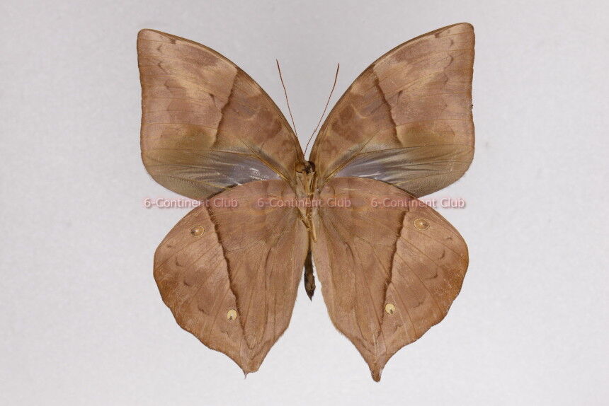 ムラサキトガリバワモンチョウ♂ (マレー半島) Zeuxidia