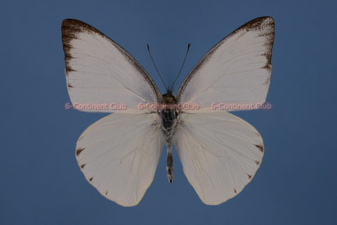 カワカミシロチョウ♂ (タイ) Appias albina darada : 京大蝶研