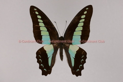 アオスジアゲハ♂ (タイ) Graphium sarpedon sarpedon : 京大蝶