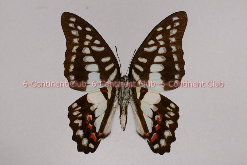 オオミカドアゲハ♂ (スラウェシ) Graphium eurypylus pamphylus