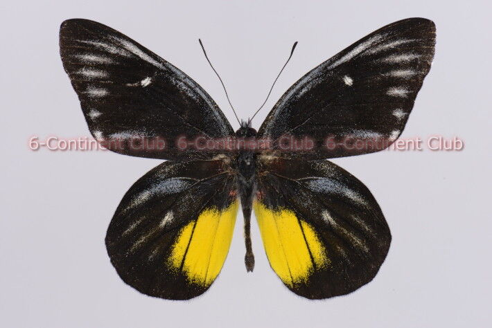 ヘニンギアカザリシロチョウ♂ (北ボルネオ) Delias henningia