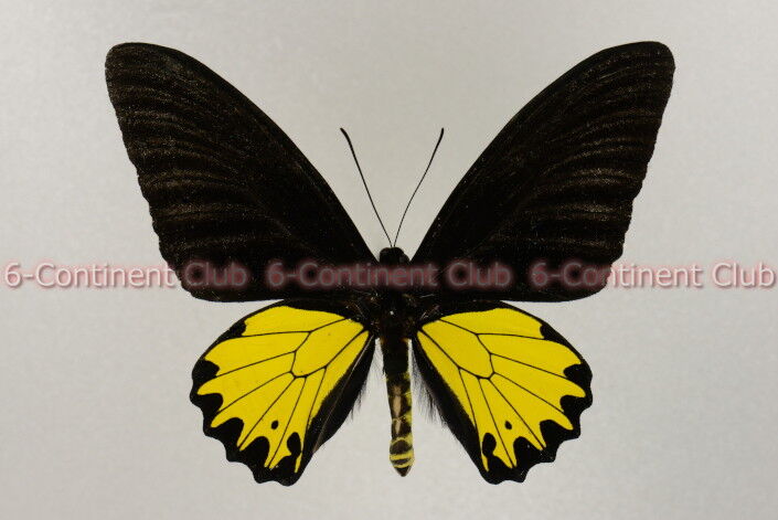 キシタアゲハ１４頭 キシタアゲハ属 (Troides) - Picture Insect