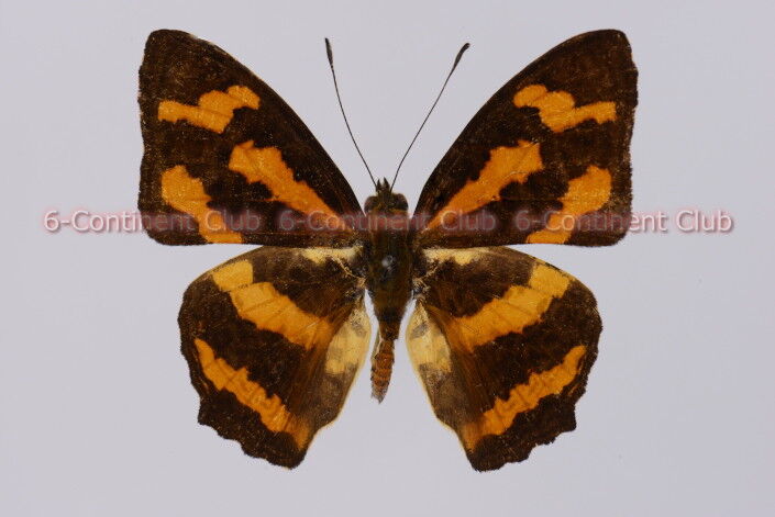ヒメキミスジ♂ (台湾) Symbrenthia hypselis scatinia : 京大蝶