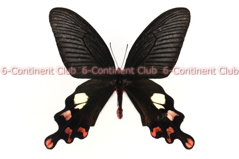 ミカドウスバシロチョウ 青紋8個 特大 ミカドウスバシロチョウ青