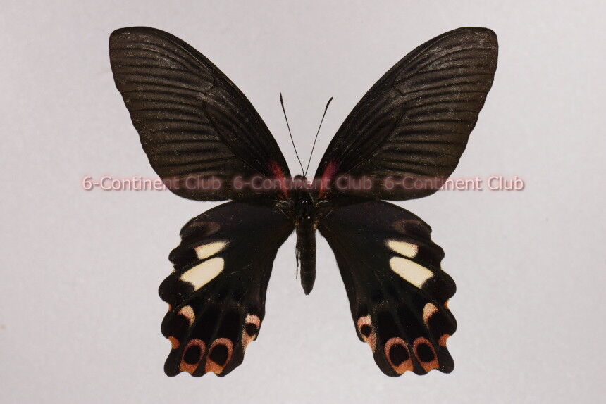 ワタナベアゲハ♀ (台湾) Papilio thaiwanus thaiwanus : 京大蝶研六