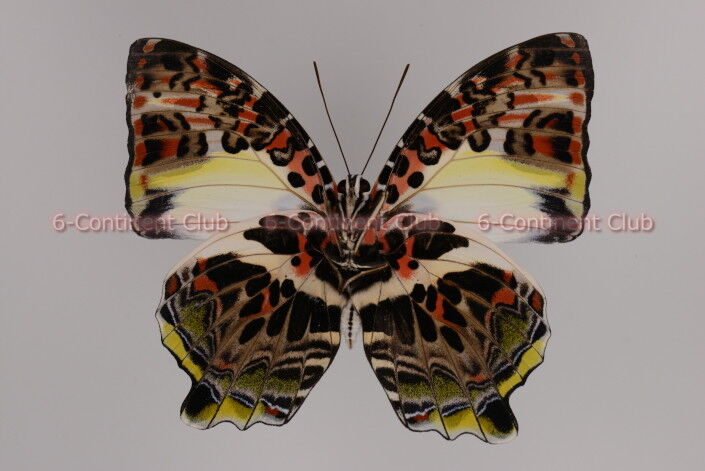 蝶の標本　　「値引き」ヤイロタテハ　フランキヤイロタテハ 蝶の標本 「値引き」ヤイロタテハ フランキヤイロタテハ 昆虫用品