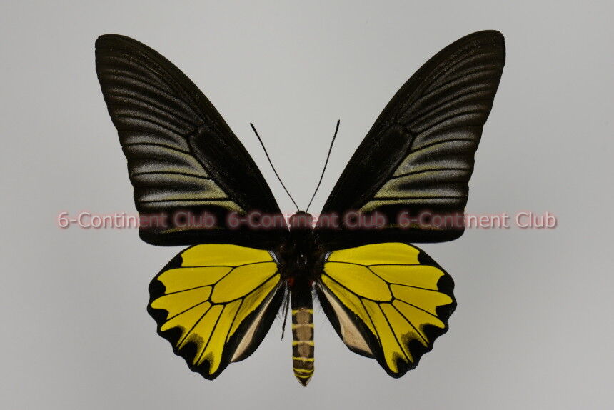 キシタアゲハ♂ (タイ) Troides aeacus aeacus : 京大蝶研六大陸クラブ