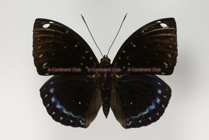 マレーシア 蝶の標本 12種 レア！マレーシア 蝶の標本 12種 海外 蝶々