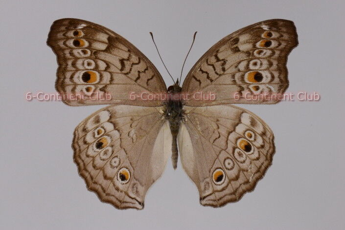 お待たせ! ハイイロタテハモドキ♂ (タイ) Junonia atlites atlites : 京大 標本