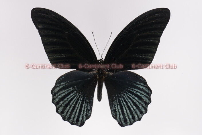 ナガサキアゲハ　特異な型　singkep産 ナガサキアゲハ♂ (ボルネオ) Papilio memnon memnon : 京大蝶研