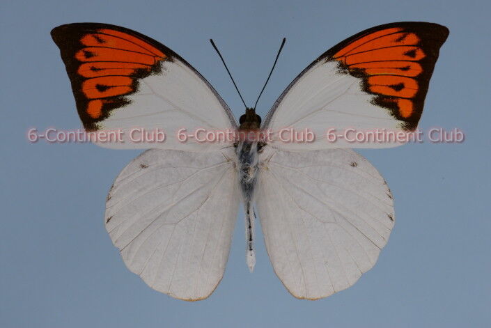 ツマベニチョウ40頭 ツマベニチョウ♂ (タイ) Hebomoia