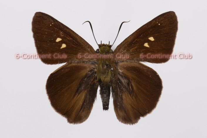 タイワンビロードセセリ♀ (台湾) Hasora taminatus vairacana タイワンビロードセセリ♀ (台湾) Hasora taminatus vairacana