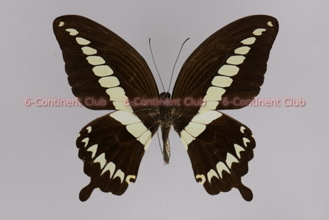 【珍品】ヒメロスキオビアゲハ（1オス・ブラジル産） 珍品】ヒメロスキオビアゲハ（1オス・ブラジル産） 標本｜蝶