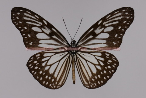 200825Eb06S