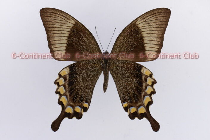 Pavilion Ulysses,Papilio Blumeiオオルリアゲハ Amazon.co.jp: 蝶の標本 オオルリオビアゲハ P.blumei