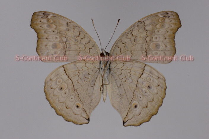 ハイイロタテハモドキ♂ (タイ) Junonia atlites atlites : 京大蝶研六
